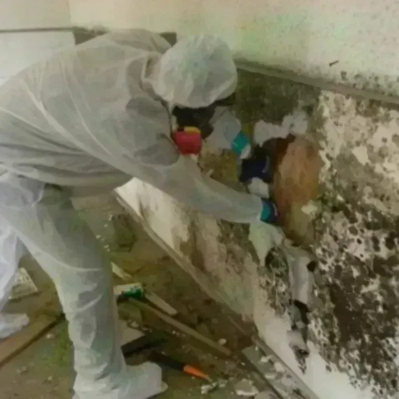 Mold Remediation and Removal in Rock Hill, MO